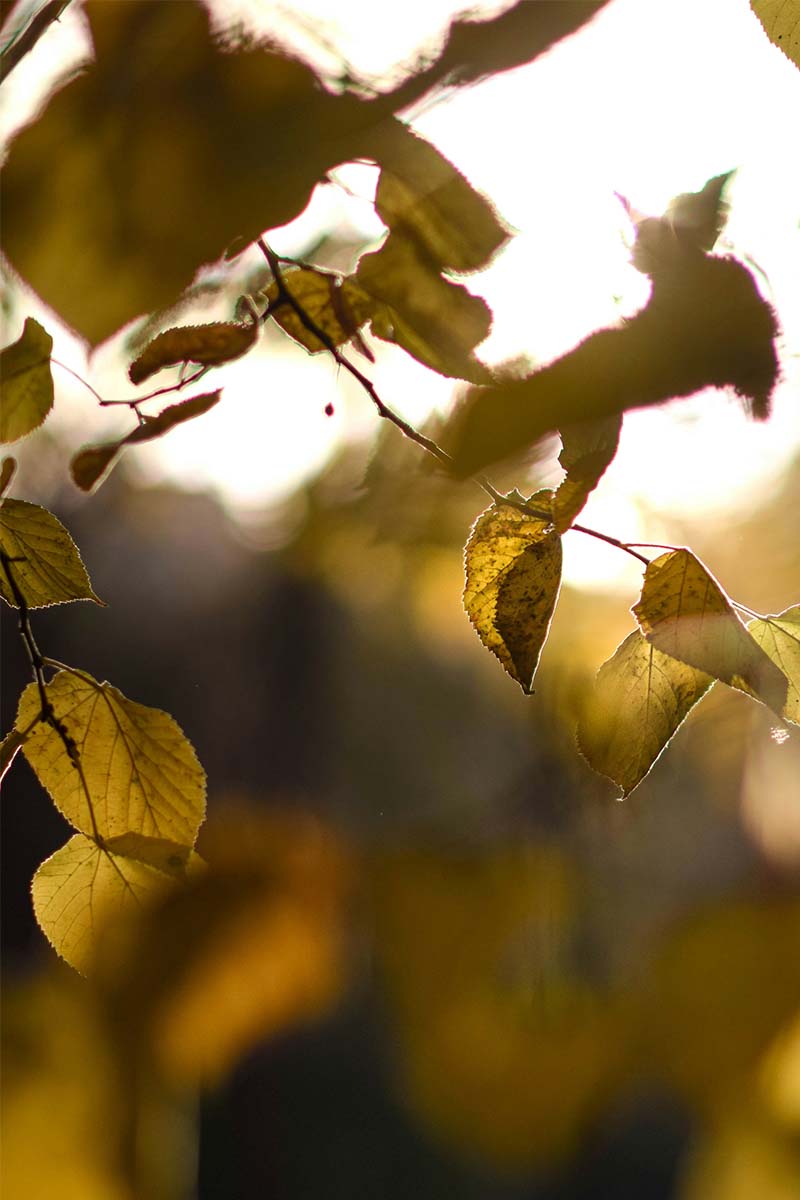 White Traminer