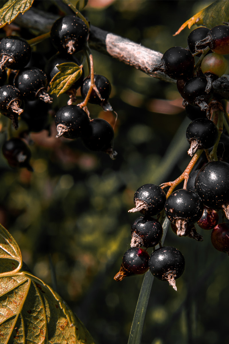Cabernet Sauvignon, Saperavi, Rara Neagra