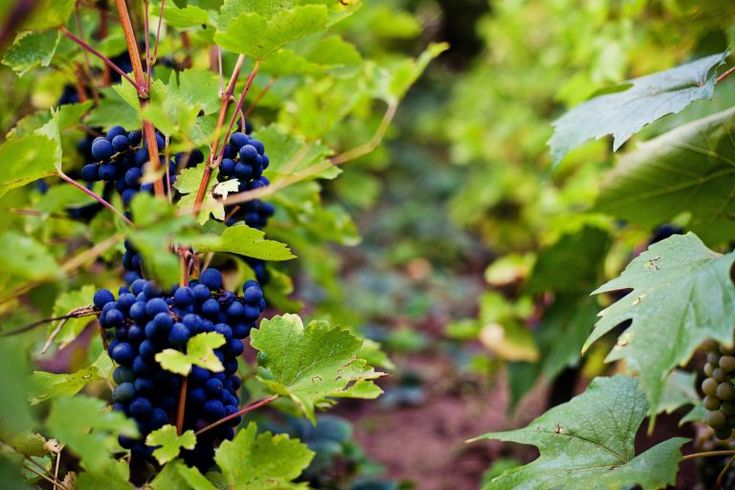 Origins and terroir