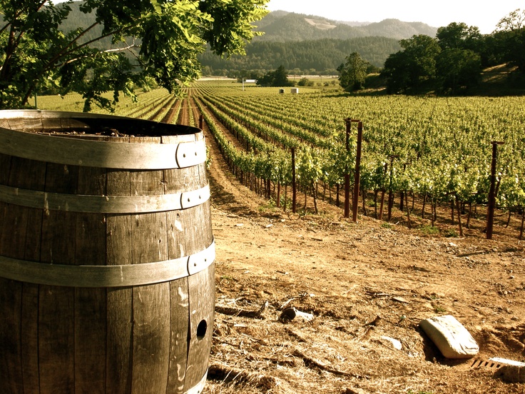Origins and terroir